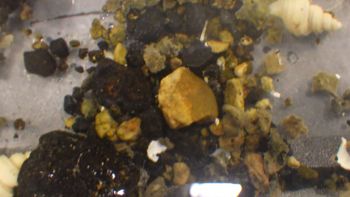 Media type: image;   Invertebrate Zoology 153109 Description: live specimen;